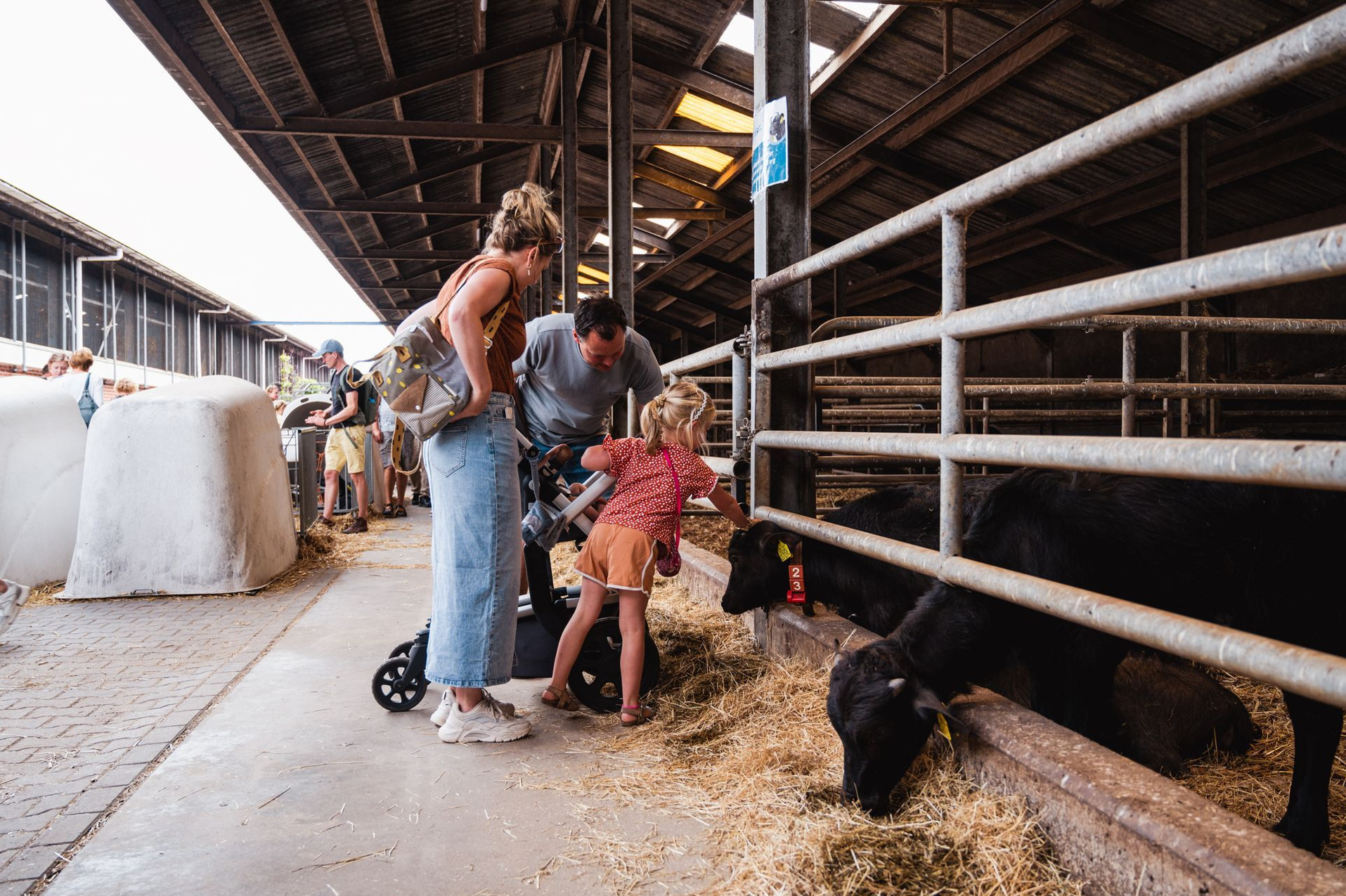 Bezoekers maken kennis met een buffelkalf in de stal