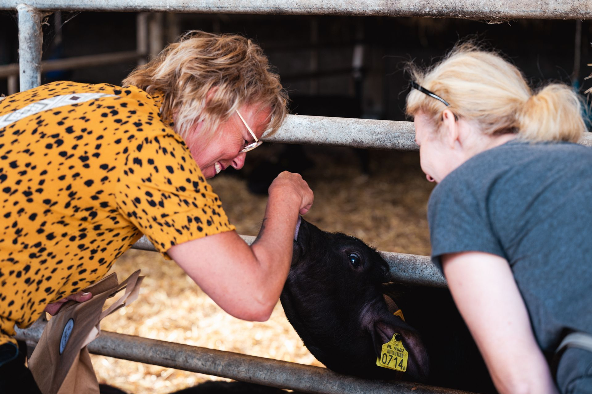 Gezin voert een buffel tijdens de rondleiding
